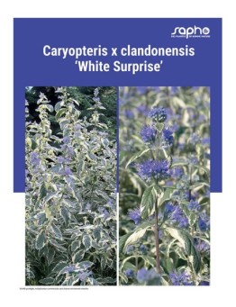 CARYOPTERIS X CLANDONENSIS "White Surprise"