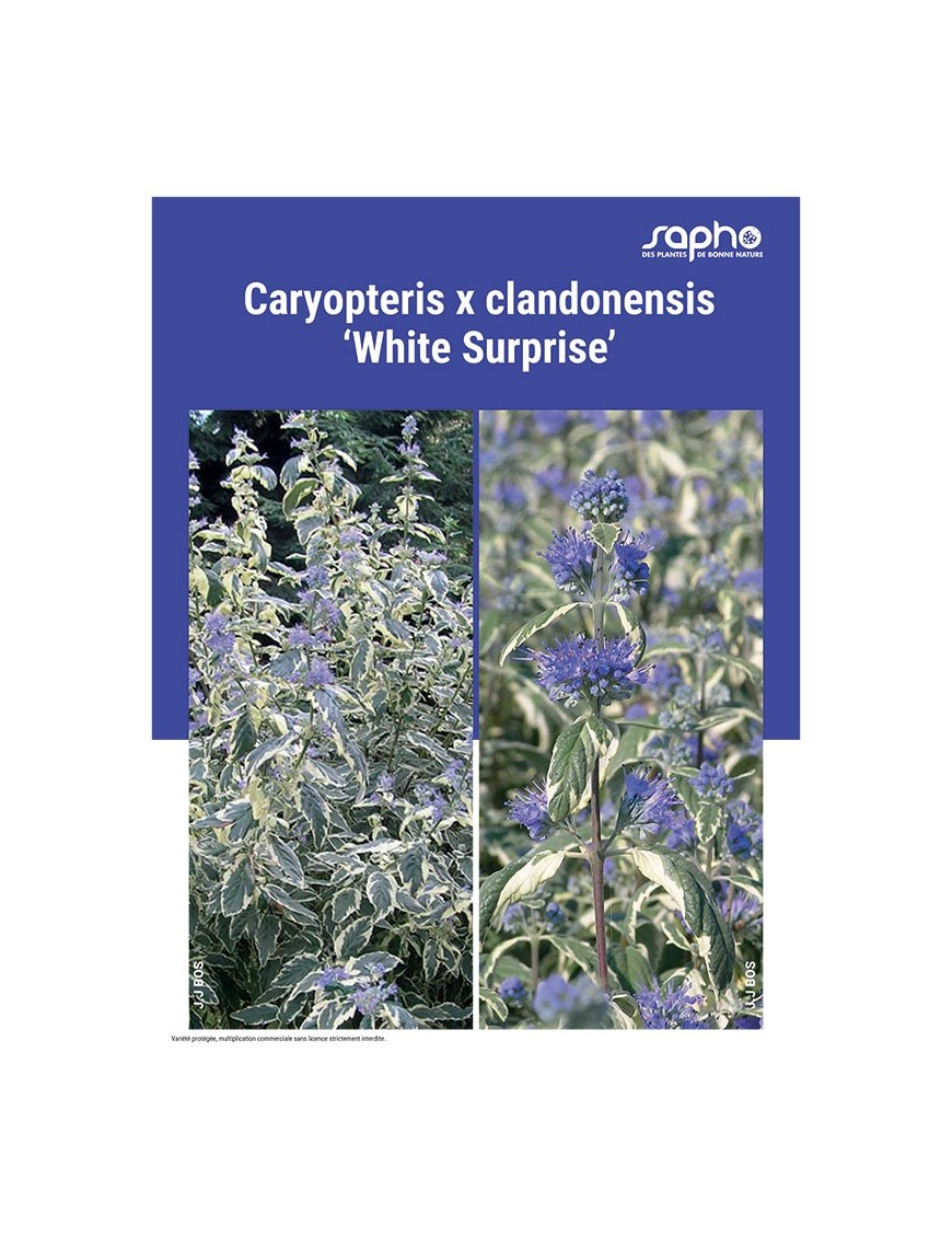 CARYOPTERIS X CLANDONENSIS "White Surprise"