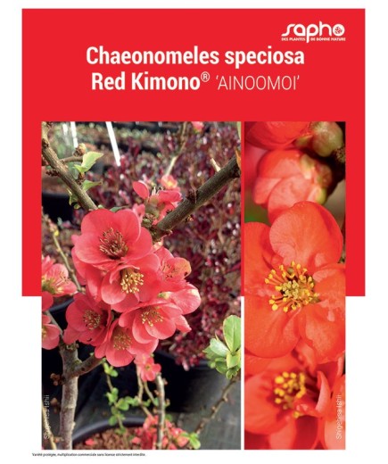 CHAEONOMELES SPECIOSA "Red Kimono®"