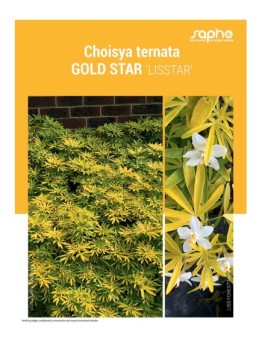 CHOISYA TERNATA "Gold Star"