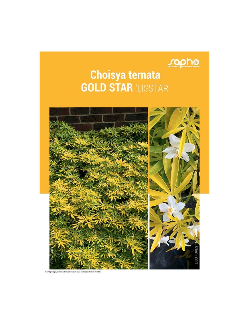 CHOISYA TERNATA "Gold Star"