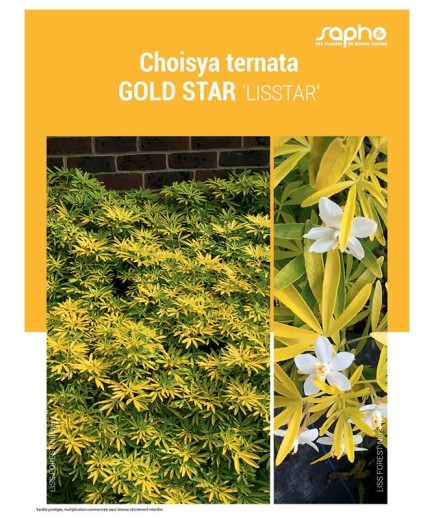 CHOISYA TERNATA "Gold Star"
