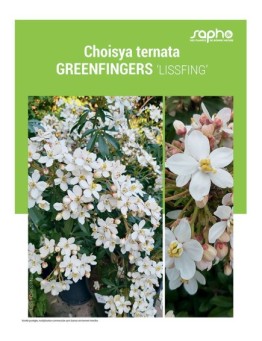 CHOISYA TERNATA "Greenfingers"