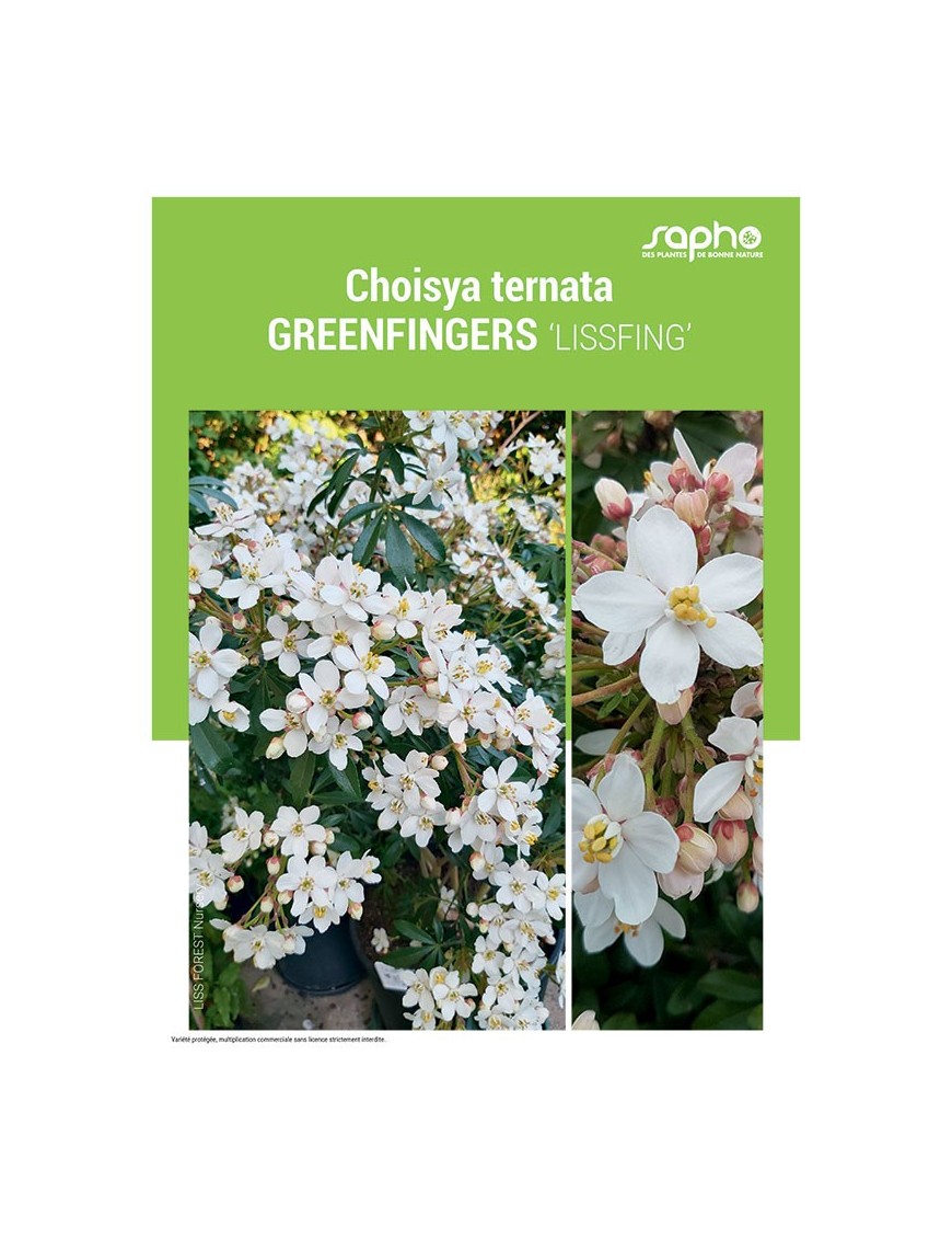 CHOISYA TERNATA "Greenfingers"