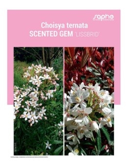 CHOISYA TERNATA "Scented Gem"