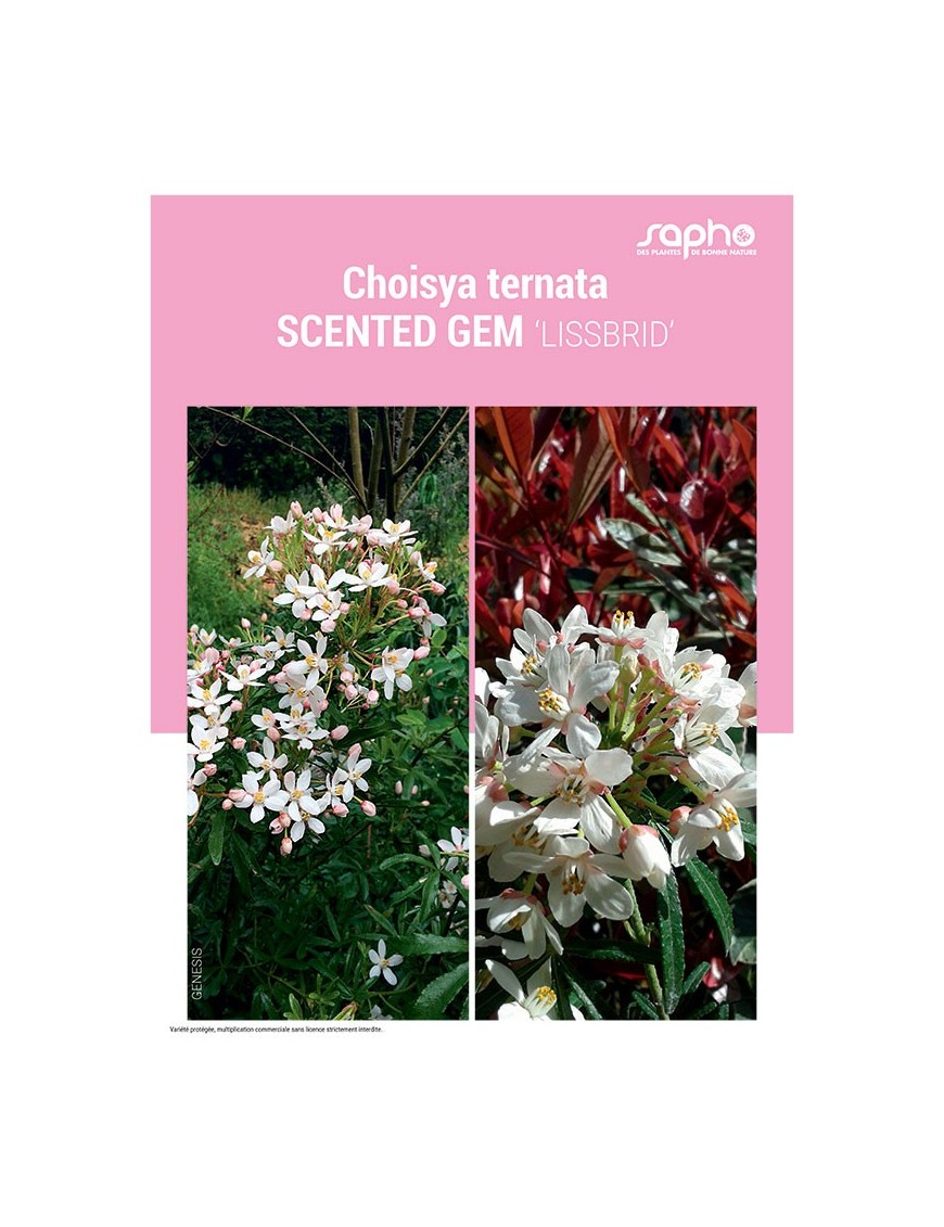 CHOISYA TERNATA "Scented Gem"
