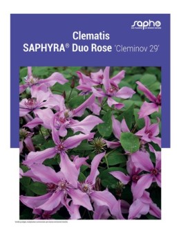 CLEMATIS "Saphyra® Duo Rose"