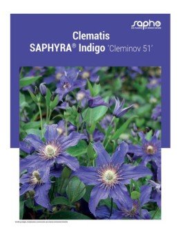 CLEMATIS "Saphyra® Indigo"
