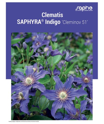 CLEMATIS "Saphyra® Indigo"