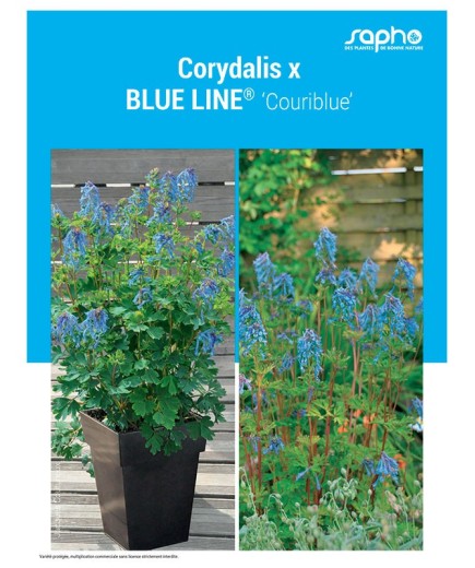 CORYDALIS X "Blue Line®"
