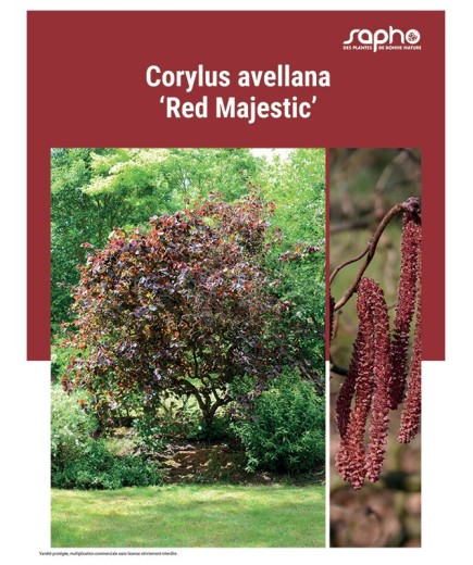 CORYLUS AVELLANA "Red Majestic"