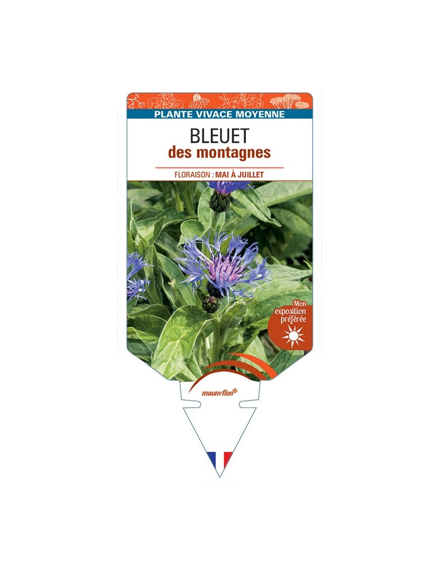 CENTAUREA montana voir BLEUET des montagnes *