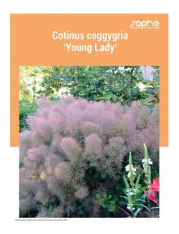 CORYLUS COGGYGRIA "Young Lady"