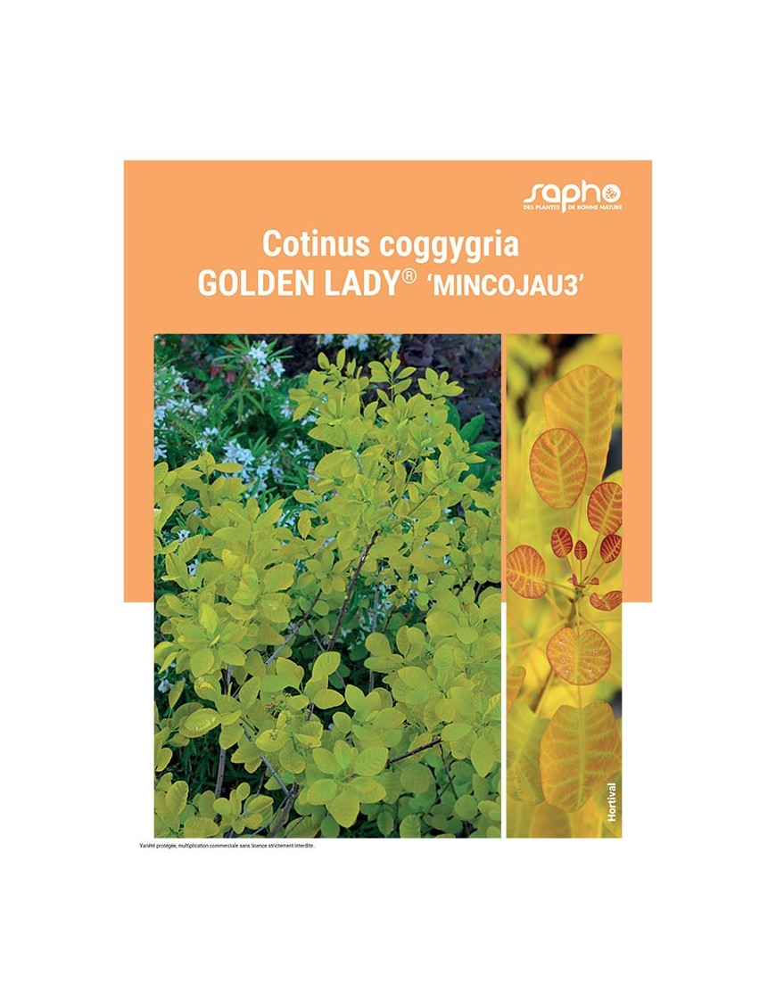 COTINUS COGGYGRIA "Golden Lady®"