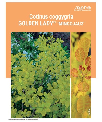 COTINUS COGGYGRIA "Golden Lady®"