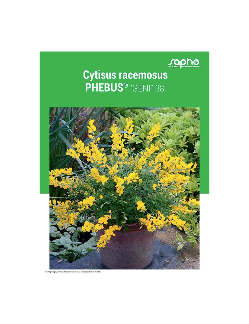 CYTISUS RACEMOSUS "Phebus®"