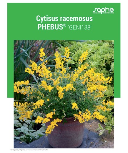 CYTISUS RACEMOSUS "Phebus®"