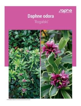 DAPHNE ODORA ‘Rogalski’