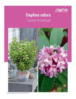 DAPHNE ODORA ‘Sweet Amethyst’