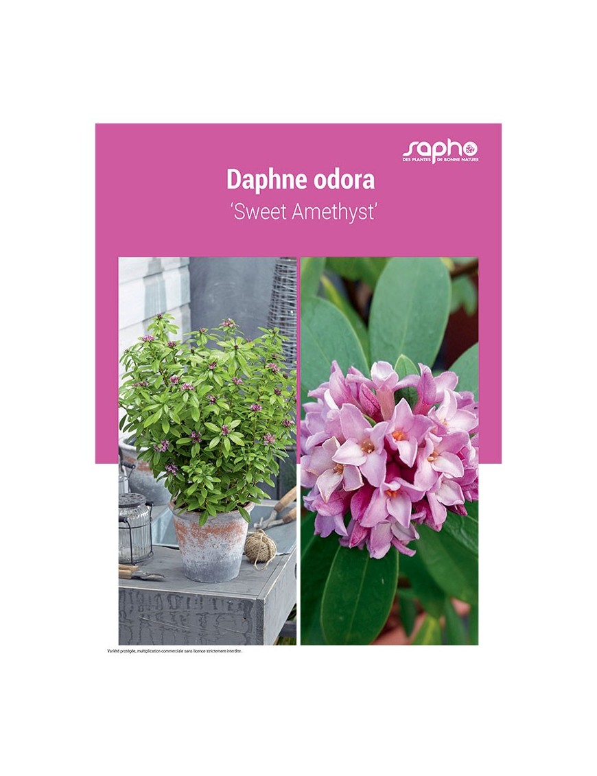 DAPHNE ODORA ‘Sweet Amethyst’