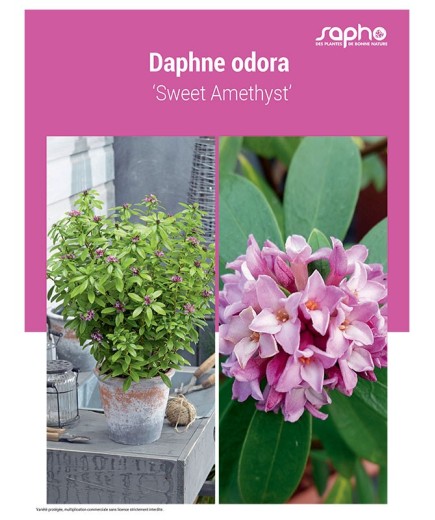 DAPHNE ODORA ‘Sweet Amethyst’