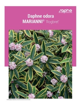 DAPHNE ODORA "Marianni®"