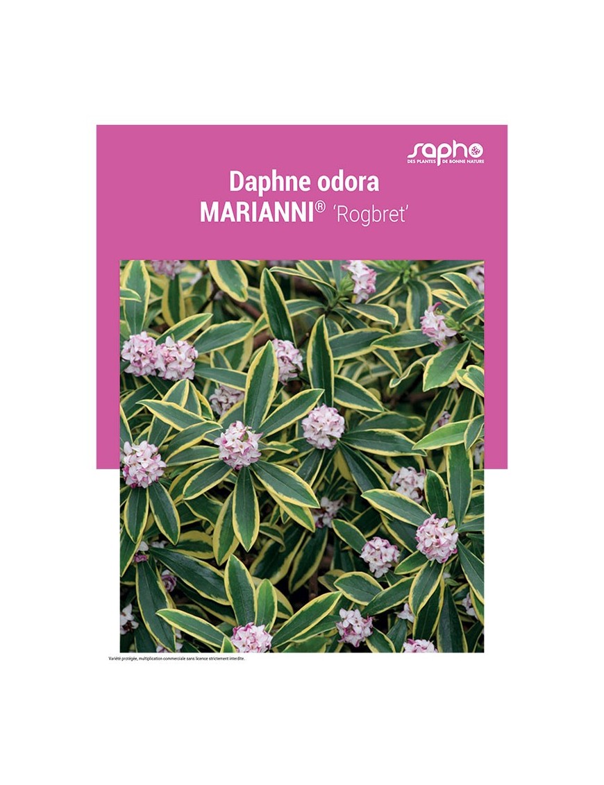 DAPHNE ODORA "Marianni®"