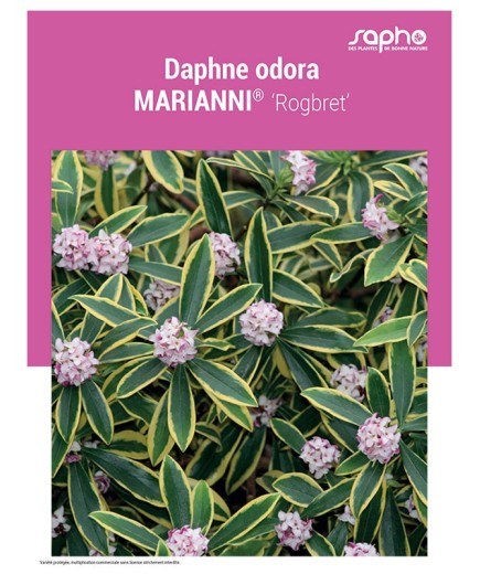 DAPHNE ODORA "Marianni®"