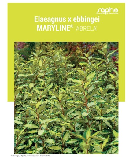 ELAEAGNUS X EBBINGEI "Maryline®"