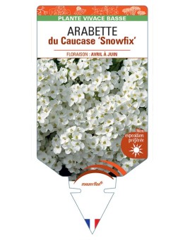 ARABETTE caucasica Snowfix voir Arabette du Caucase