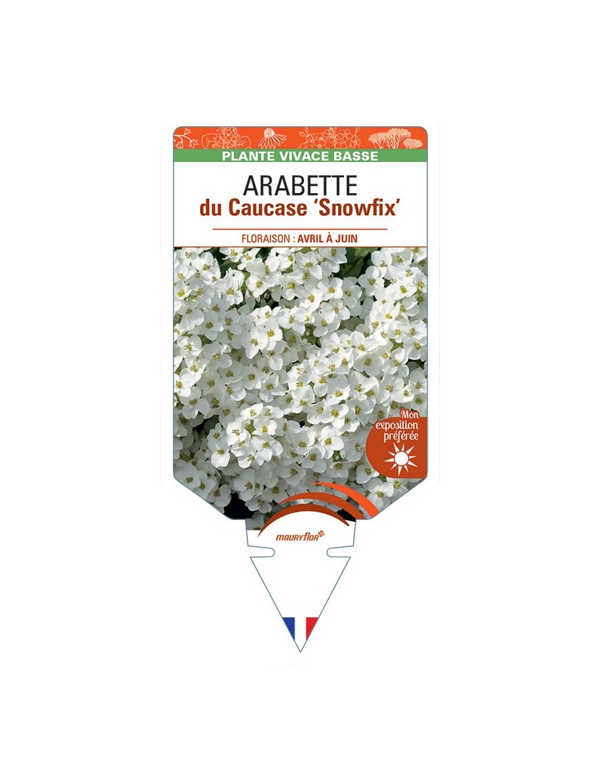 ARABETTE caucasica Snowfix voir Arabette du Caucase