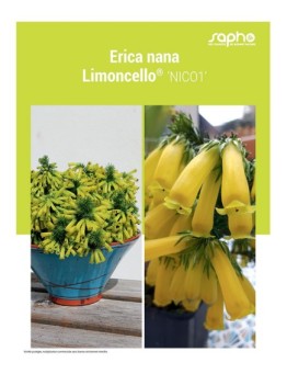 ERICA NANA "Limoncello®"