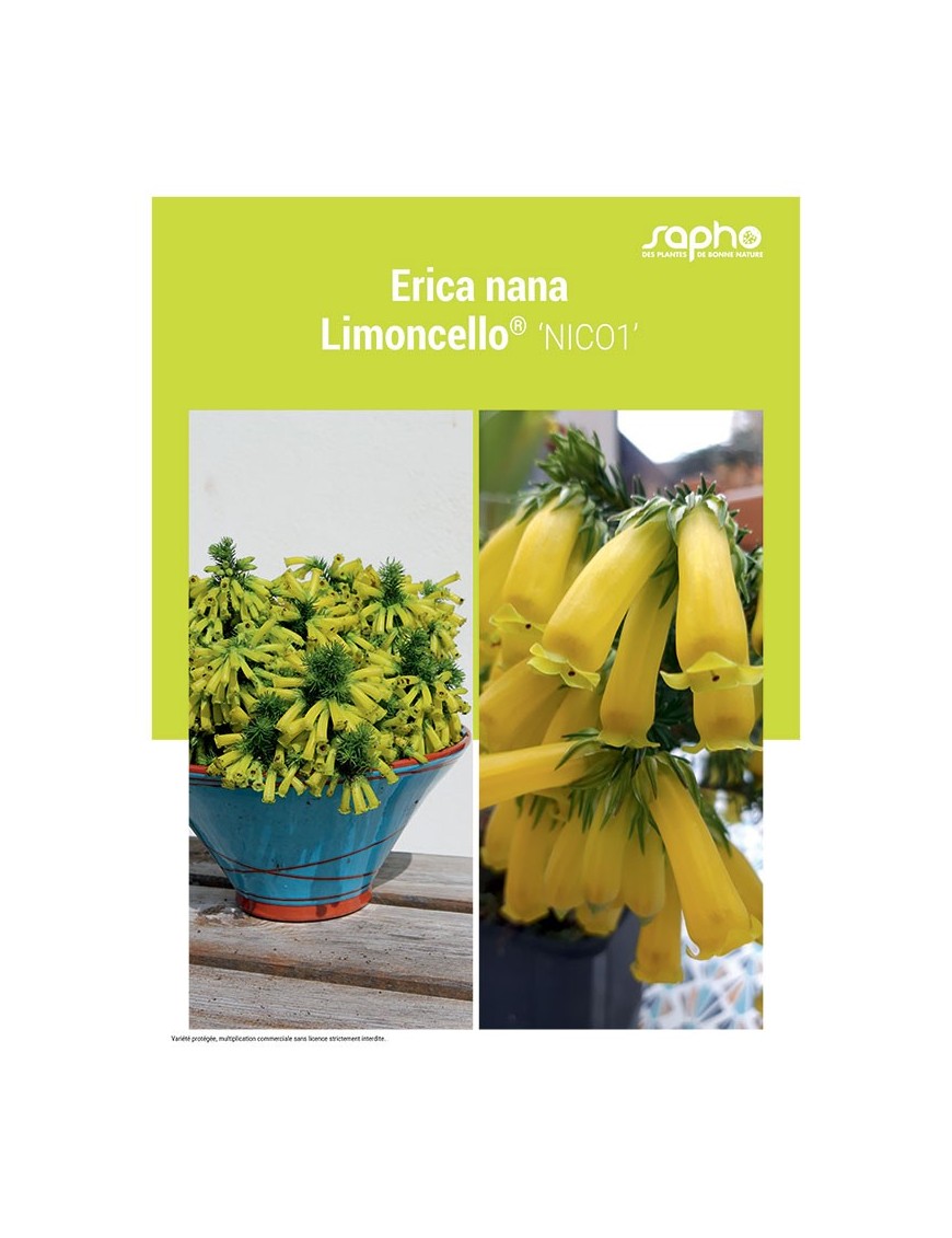ERICA NANA "Limoncello®"