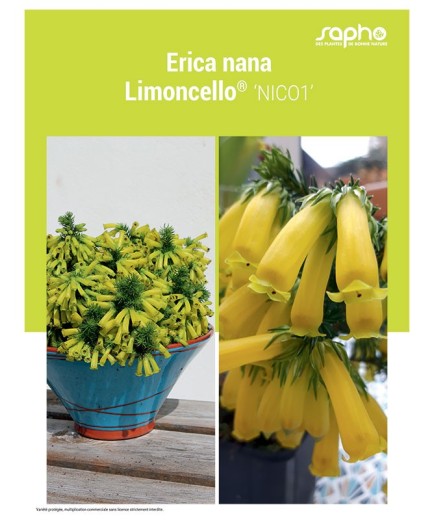 ERICA NANA "Limoncello®"