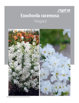 EXOCHORDA RACEMOSA