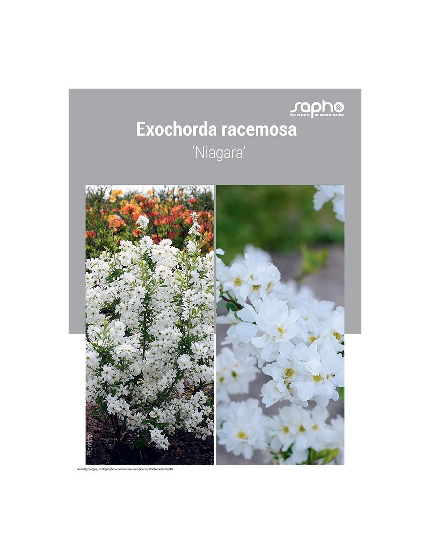 EXOCHORDA RACEMOSA