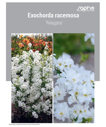 EXOCHORDA RACEMOSA