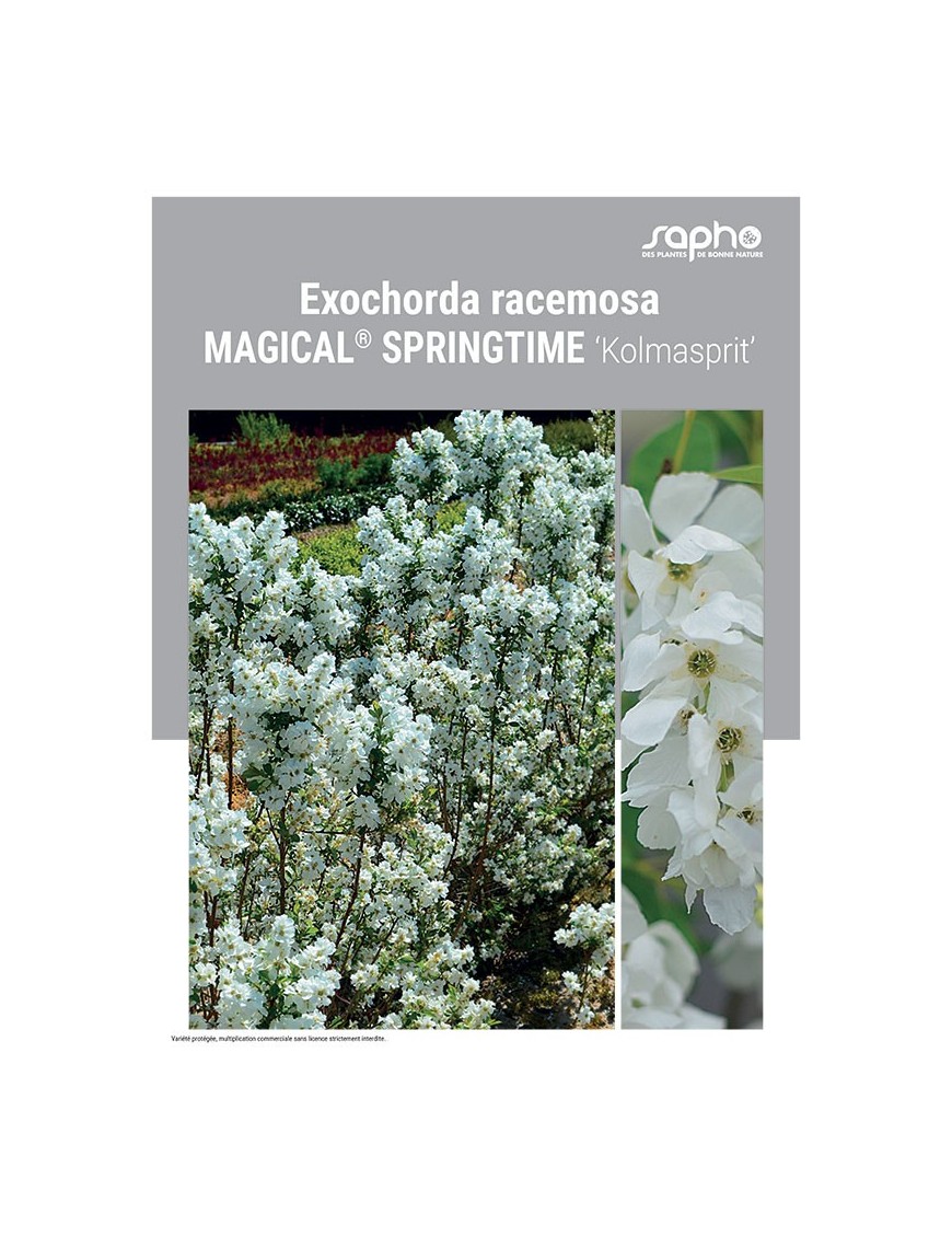 EXOCHORDA RACEMOSA "Magical® Springtime"