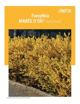 FORSYTHIA "Marée d'Or®"