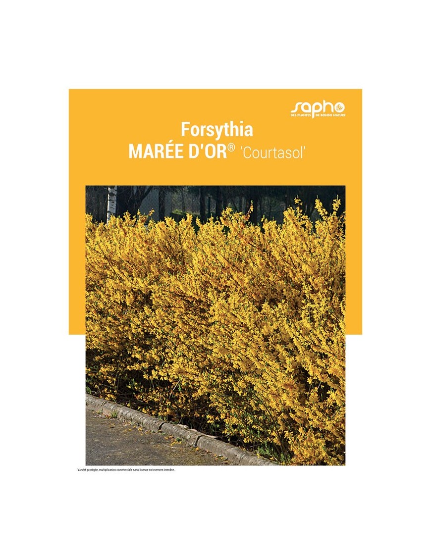 FORSYTHIA "Marée d'Or®"
