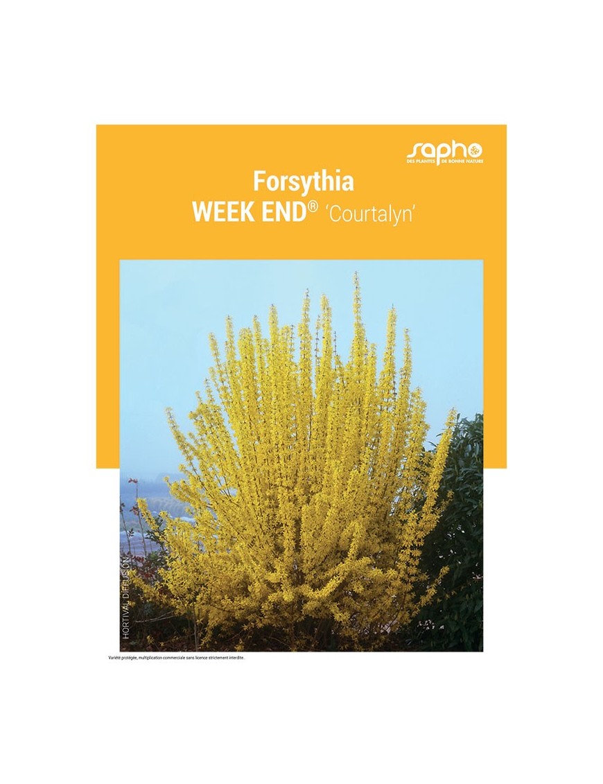 FORSYTHIA "Week end®"
