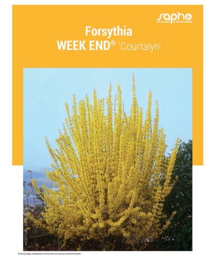 FORSYTHIA "Week end®"