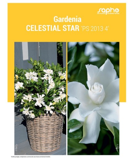 GARDENIA "Celestial Star"