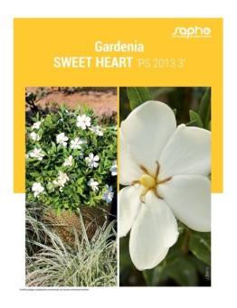 GARDENIA "Sweet Heart"