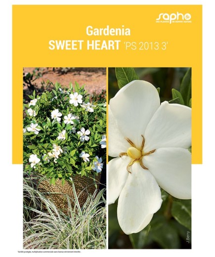 GARDENIA "Sweet Heart"