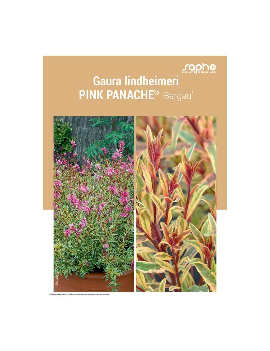 GAURA LINDHEIMERI "Pink PANACHÉ®"
