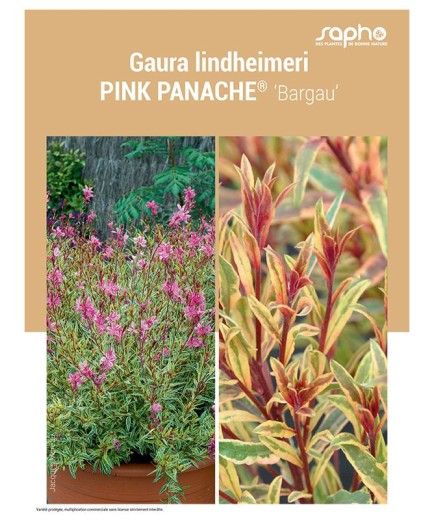 GAURA LINDHEIMERI "Pink PANACHÉ®"