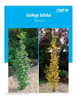 GINKGO BILOBA
