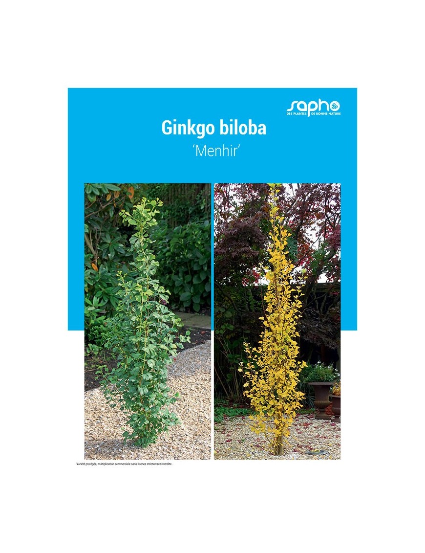 GINKGO BILOBA
