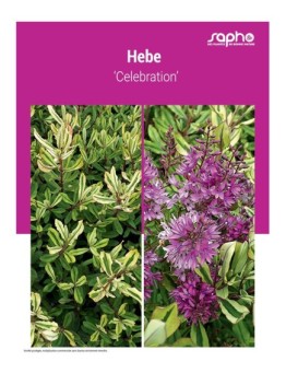 HEBE ‘Celebration’